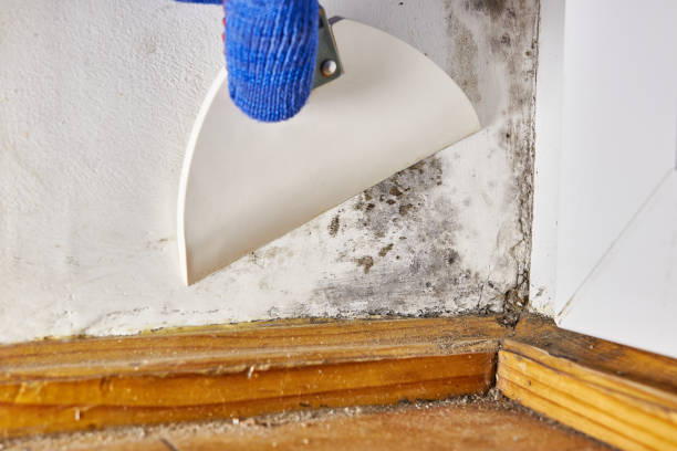 Best Basement Mold Removal  in Warren, MI