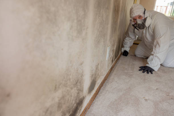 Best Mold Remediation for Healthcare Facilities  in Warren, MI